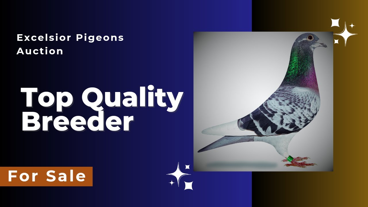 "Redabull " Best Quality Breeder Racing Pigeon For Sale In Excelsior