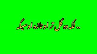 Pashto Poetry Green Screen Status | Pashto Green Screen Poetry |لکہ دہ گل تر او تازہ اوسیگہ