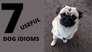 7 Useful Dog Idioms to Boost Your Communication Skills