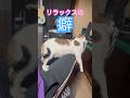 それは落ち着けるのか⁉︎🤭#catlife #癖がすごい #catshorts #変な寝方　#癖強い