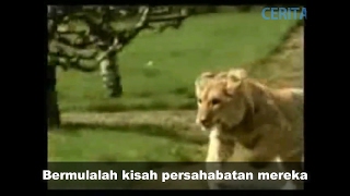 Download Lagu Viral kisah sedih singa dan tuannya dapat mengalirkan air mata MP3 Download Lagu Viral kisah sedih singa dan tuannya dapat mengalirkan air mata MP3