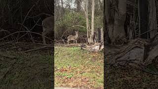 A Beautiful Moment With A Sweet Deer #shortswildlife @deerwhispererlynnsmith9330 #deer