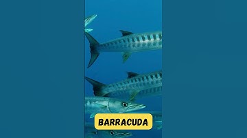 Barracuda Adventure Song | Ocean Animals | Fun Phonics for Children | UZR Learning | #abcd #kids