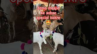 jama masjid bakra mandi | bakra mandi 2026 | special bakre