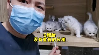 一窝小猫6个模样我该高兴吗