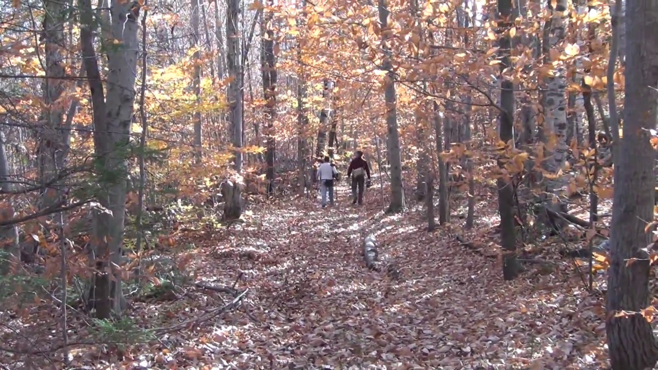 Metal Detecting // Colonial Cellar Hole Village (part 2) YouTube