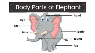 Body Parts of Elephant | Learn Body Parts of Elephant | Elephant Body Parts| Easy Learning