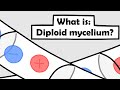 What is diploid mycelium basidiomycetes  home mycology