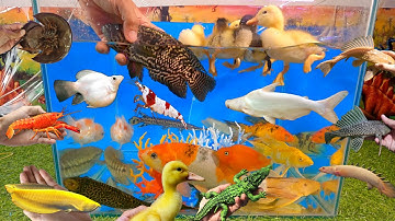 Tổng hợp các video cá cảnh đẹp, động vật dễ thương, vịt con, cá rô beo, cá mập, cá lóc cảnh, tôm