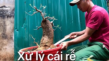 Cắt rễ khắc phục đoạn đơ cho cây Lộc vừng