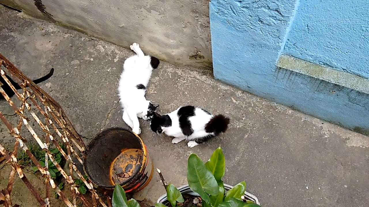 ねこあつめ Manchinha vs Billy, black and white cats fighting - Round 6