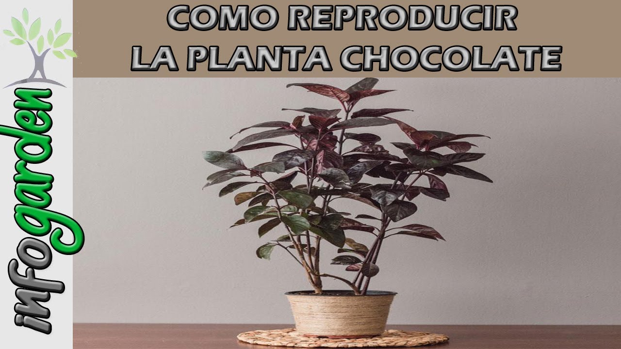 Como reproducir la PLANTA CHOCOLATE paso a paso YouTube
