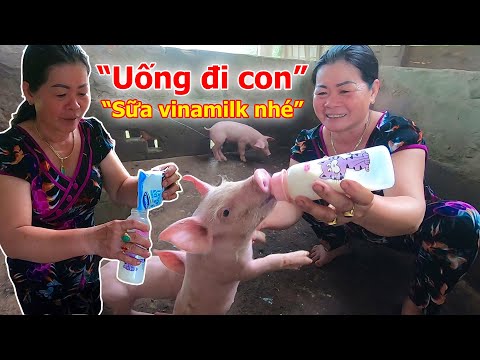 Video: Bao lâu thì bạn cho lợn con bú bình?