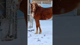 Horse #newvideo #animals #shorts