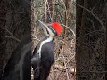Found the real life Woody Woodpecker in Edmonton River Valley!