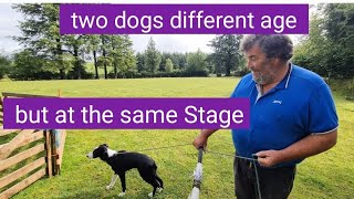 2 dogs same stage different age