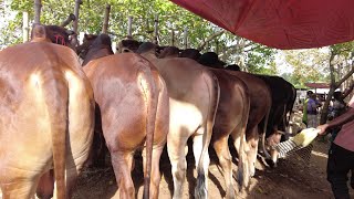 @৩০/৯/২৩ তারিখে কুষ্টিয়া বালিয়াপাড়া হাটে খামার উপযোগী বড় ষাঁড় এবং বলদ গরুর আমদানি এবং দাম জানুন।