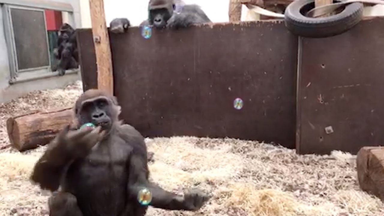 Adorable Gorilla's Play With Bubbles YouTube