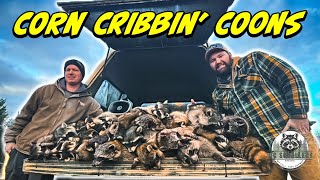 Daytime Raccoon Hunting : Easy Methods for Stacking the Truck with Fur!#coonhunting #hunting