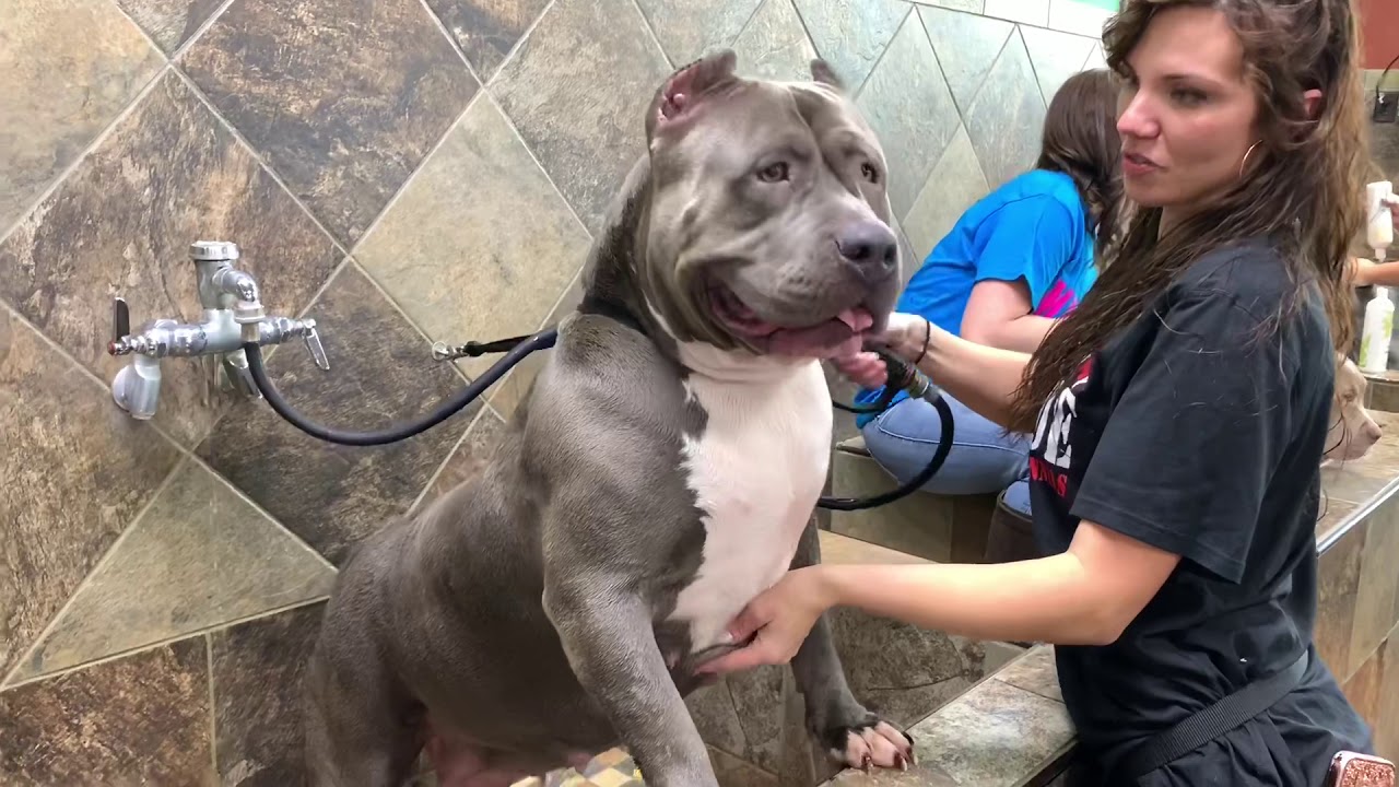 375LBs of PITBULL TERRIERS TAKE OVER PET STORE; BIGGEST BLUENOSE PITBULLS IN THE WORLD TAKE A BATH!