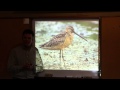 Drawing Shorebirds