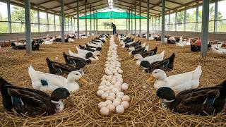 картинка: Как превратить разведение утиных яиц в стабильный доход — Duck Farming