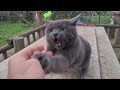 The gray cat is very angry if you dare to touch it you will be bitten