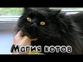 МАГИЯ КОТОВ | Как я избавляюсь от шерсти в доме