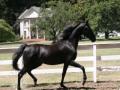 Black American Saddlebred Horses For Sale