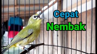 Pleci Nembak Untuk Melatih Pleci Bahan Biar Cepat Nembak