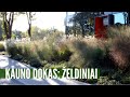 Metų atradimas - "Kauno dokas" / Pokalbis su Danguole Liagiene