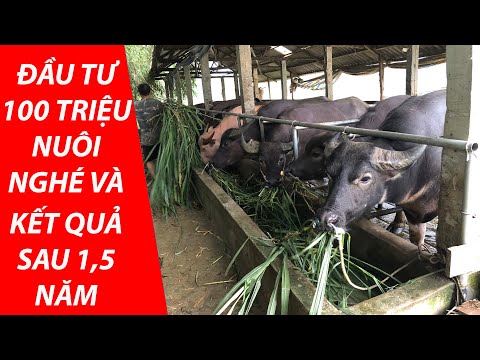 Chăn Nuôi Trâu Bò - ĐẦU TƯ HƠN 100 TRIỆU NUÔI NGHÉ & KẾT QUẢ SAU 1 NĂM