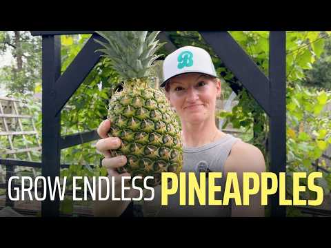 Grow Endless Pineapples from One Grocery Store Fruit (Part 1)