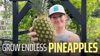 Grow Endless Pineapples from One Grocery Store Fruit (Part 1)