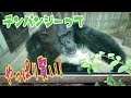 【徳島】のチンパンジーは個性的【動物園】 の動画、YouTube動画。
