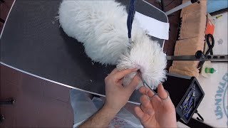 How To Pluck Puppy's Ear Hair?