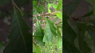 Bald Faced Hornet Licking Oak Galls