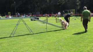 Agility Slovenska Bistrica by Aiko Aussie 675 views 10 years ago 1 minute, 39 seconds