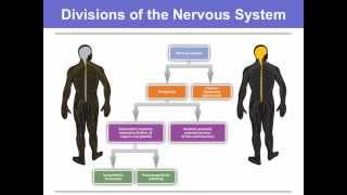 Central Nervous System - VCE Psych