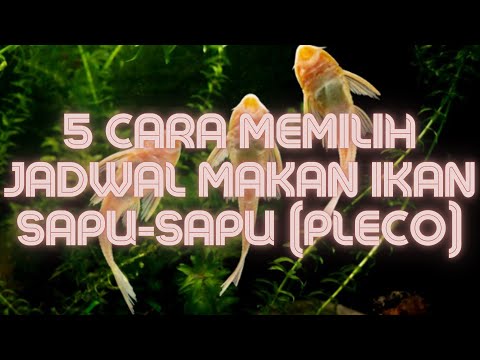 Video: Memilih Pleco yang Tepat