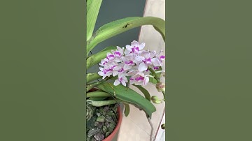 Đai Châu/Ngọc Điểm/Nghinh Xuân Buôn Đôn Đaklak#daichau#ngocdiem#nghinhxuan