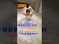 和日本女生婚礼倒计时三个月，这主纱到底选哪一套啊！#日本女友 #日本女生 #跨國夫妻 #备婚 #婚纱照