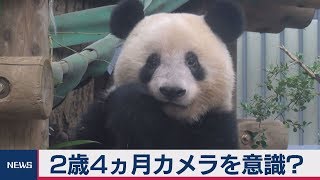 シャンシャン　カメラ目線で笹をほおばる