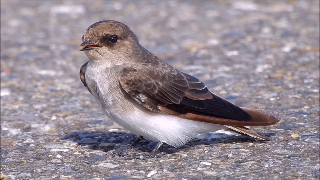 褐喉沙燕 Grey throated Martin Riparia chinensis タイワンショウドウツバメ 2JUL, 2020
