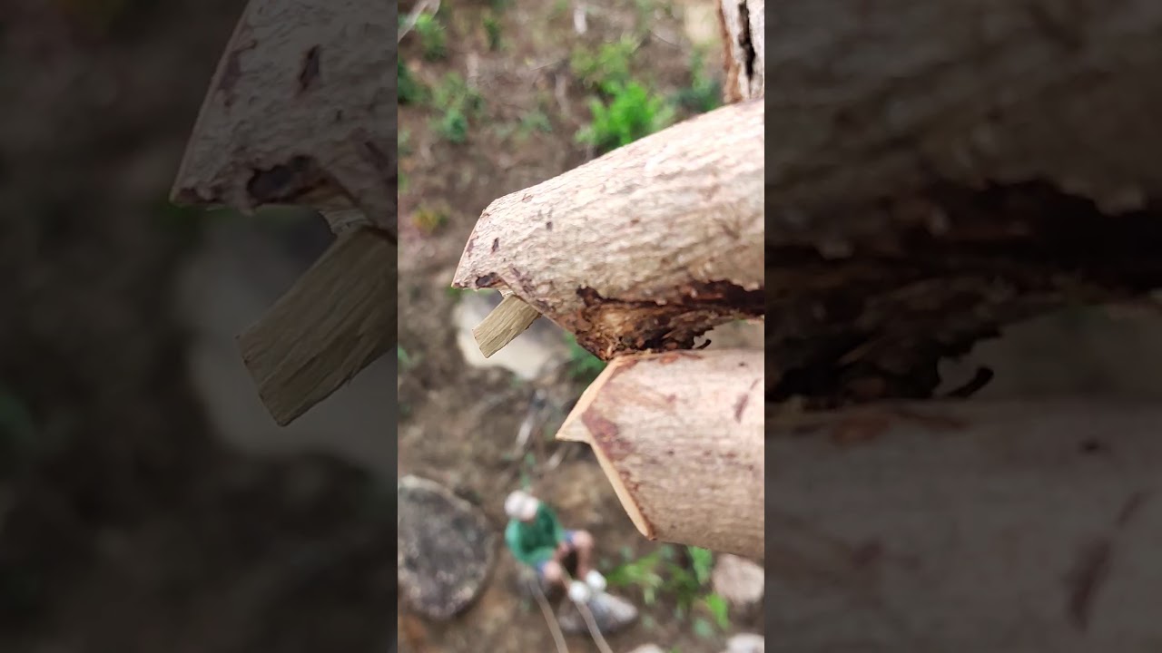 Trèo cây cơnia cổ thụ /bắt tổ nhồng (yểng)/cái kết thật đắng .