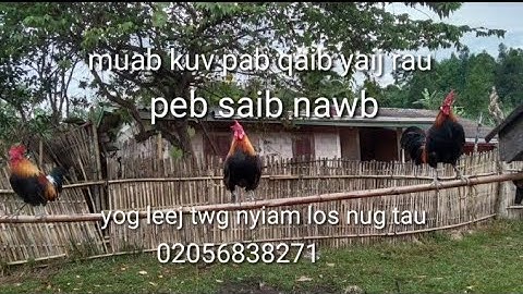 muab kuv pab qaib dib tso peb saib nawb  30 ພ ຈ /2022