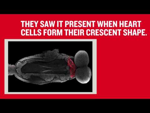 वीडियो: भ्रूण में हृदय का विकास कैसे होता है?