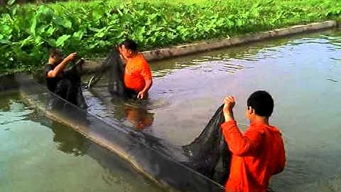 Amox Video : PK Mancing Mania 3