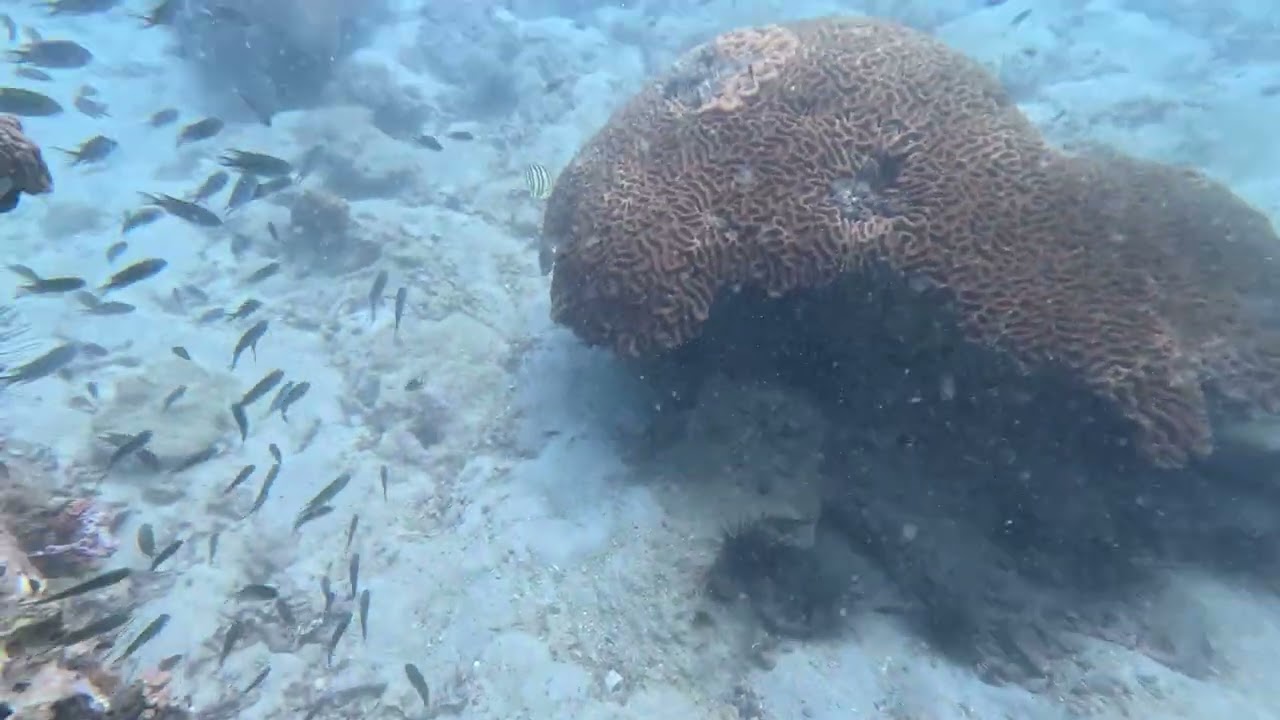 泰國巴提雅潛水GX010173