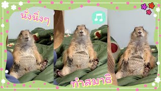 นั่งนิ่งกว่านี้ ก็ตุ๊กตาแล้วค่ะ | โมเมกับอั่งเปา แพรี่ด็อก #prairiedog